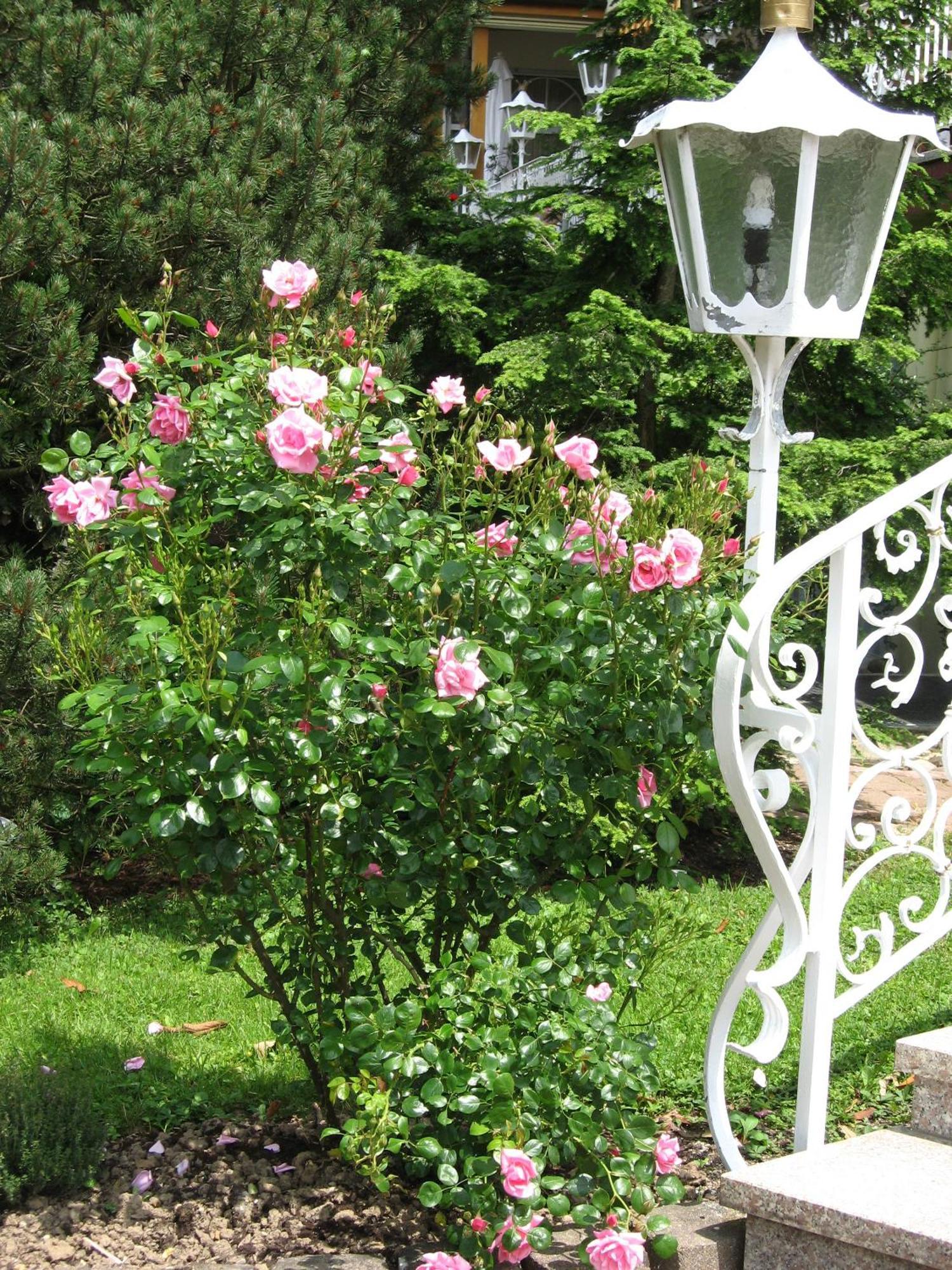 Silberkoenig Schwarzwald Hotel & Restaurant Ringhotel Gutach im Breisgau Екстериор снимка